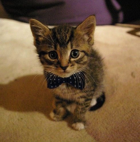 feelgoodvibes's tweet photo. So cute https://t.co/bLIM0xKg6Q