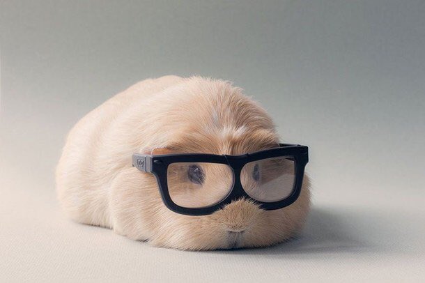 feelgoodvibes's tweet photo. So cute https://t.co/bLIM0xKg6Q