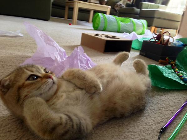 Awesome Cats tweet media