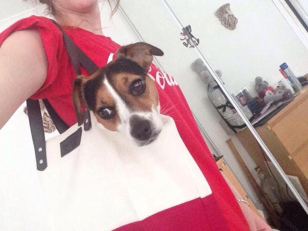 AdorableHub's tweet photo. i put my dog in a bag and she won't get out https://t.co/mG13kM5YBJ