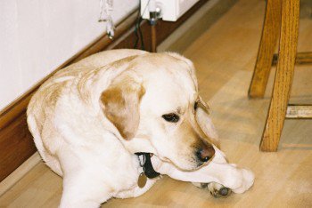 millypod1's tweet photo. BUNDY IS HOME SAFE :)) THANK YOU FOR RT's
#VernhamDean #Andover #Hampshire #SP11 https://t.co/Kn6a2THzO6 …https://t.co/ZYVhaRVdtT