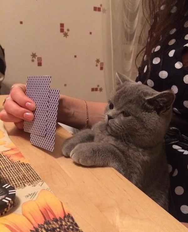 AnimalJungle's tweet photo. go fish. Actually, bring me some fish. . https://t.co/Oqx3h9z3NM