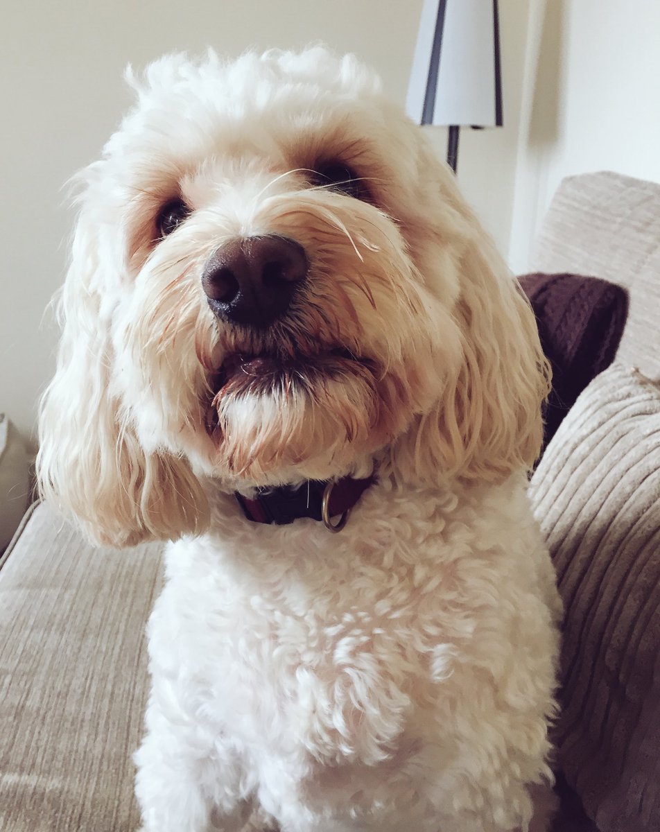 MerlinCockapoo's tweet image. I just went in da woods +a man told me der was a baby owl+he wanted a photo of it.Told me I'd find it.But I didn't🐶