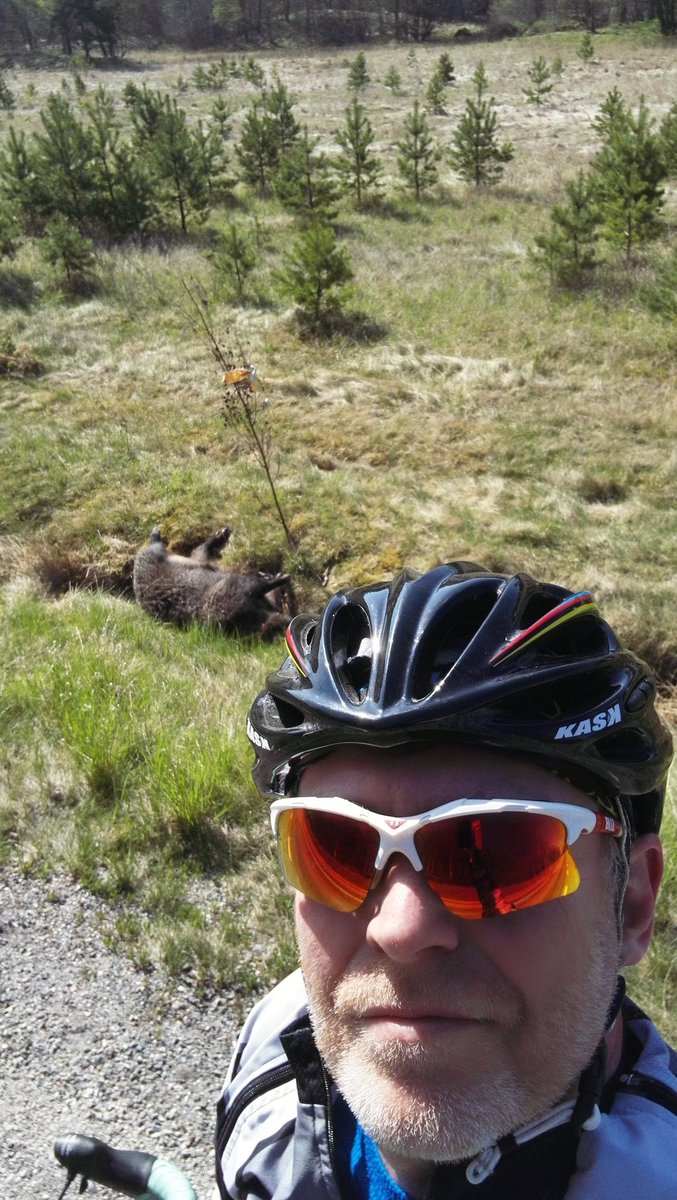 dmeat4ever's tweet image. Bara "svin" längs vägarna :-)