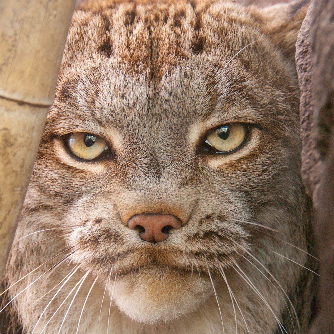 phillyzoo's tweet photo. Happy birthday to Freya our Canada lynx! What beautiful eyes you have! #phillyzoo #lynx https://t.co/HqwgdYjrd9 https://t.co/MjeJrh4bQR