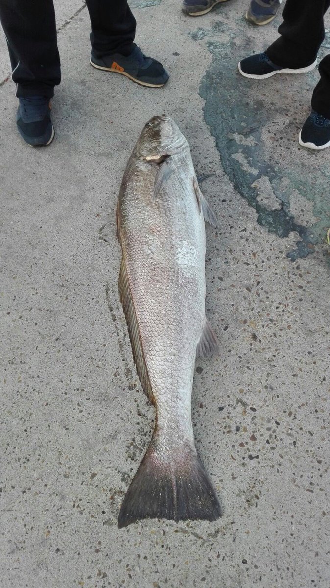 DamotaIsmael87's tweet photo. Esperando!!!🎣🎣🎣 https://t.co/n0PbQ72aUc