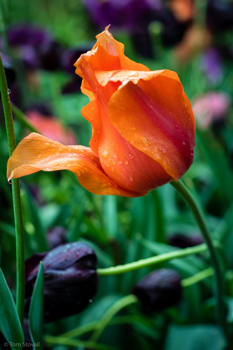 lightlifeimages's tweet photo. Sometimes the best time to get out is overcast and rainy! #Flowers #MeadowlarkBotanicalGardens #Nova_Parks #NVRPA https://t.co/Ywrj8r6hoh