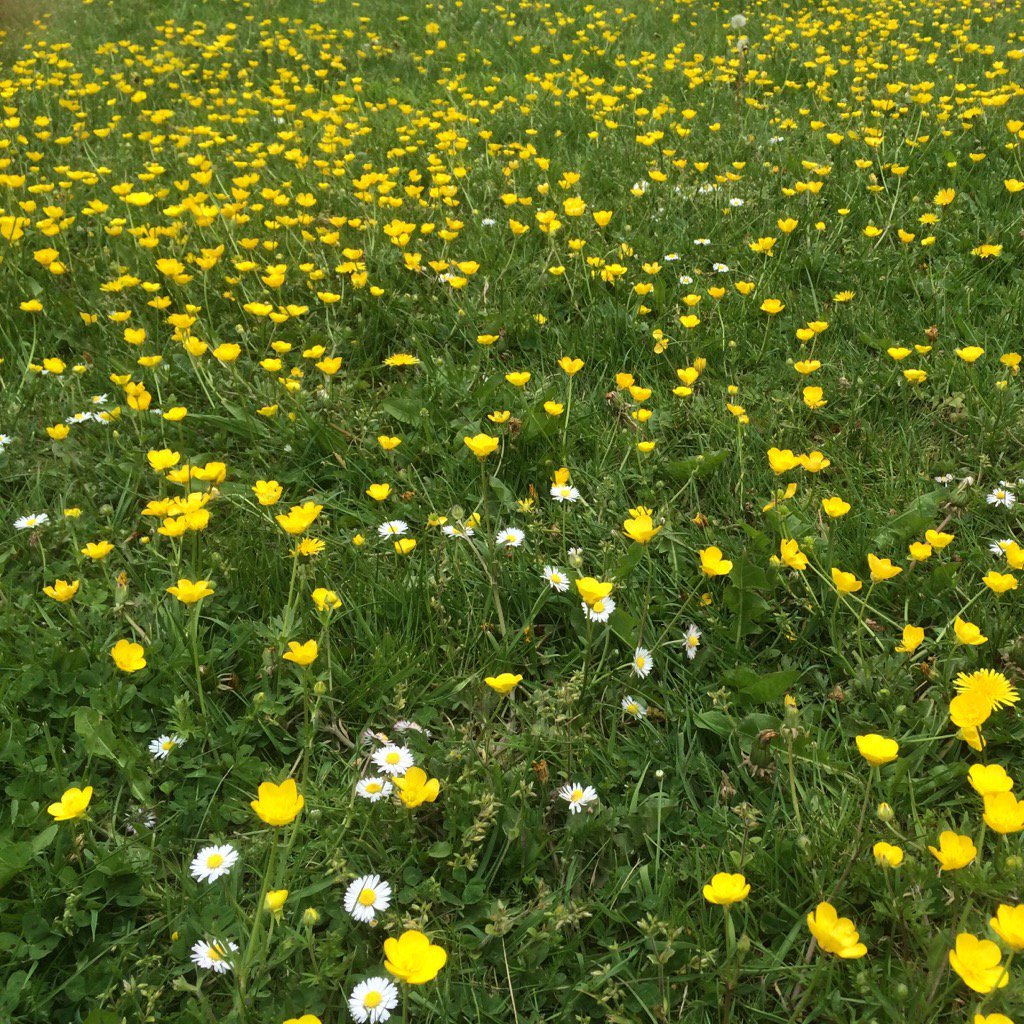 #Buttercups in the #CarshaltonBeeches sunshine.