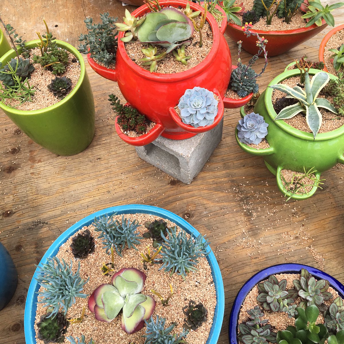 denverbotanic's tweet photo. 4,440 people came to Spring Plant Sale yesterday! Open today, 8-5, free admission. 💤 you lose. https://t.co/AvuYNbxp8y
