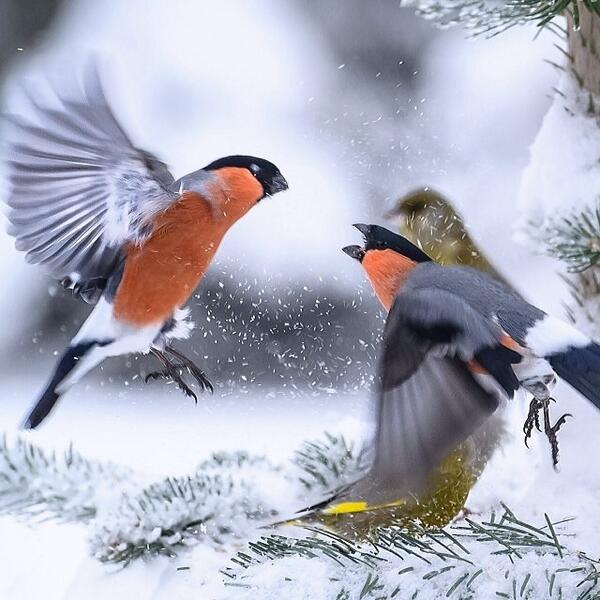 Little birdies having fun in the snow