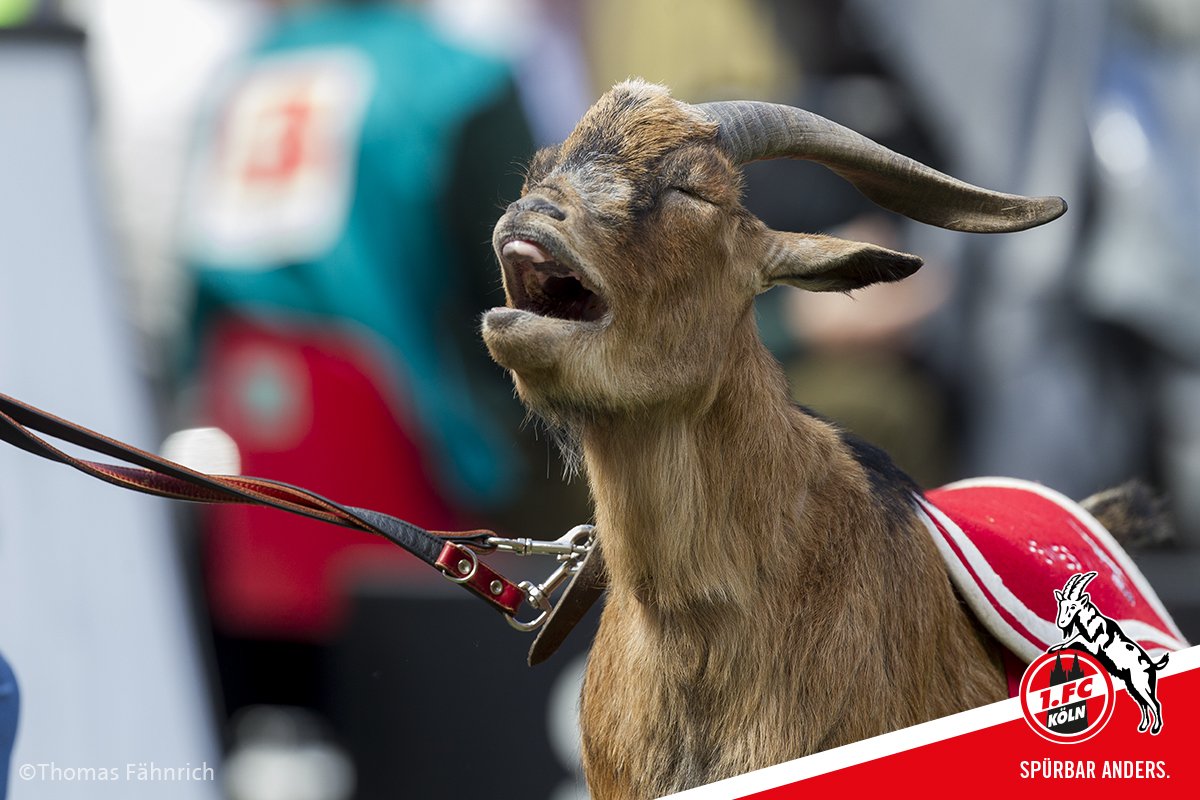 Come on, #effzeh!

<a href="/fckoeln_live/">1. FC Köln LIVE</a> #KOESVW