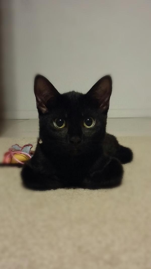 AnimalSurge's tweet photo. look it's toothless! https://t.co/L9HbyhFtrP