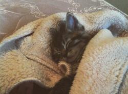 AnimalJungle's tweet photo. Kittens are just the best. https://t.co/hL8p7BDvq5