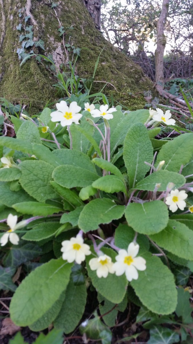 Elizcspence's tweet photo. Spring time in the hedge backs. #countryliving https://t.co/wr0lMSLMhr