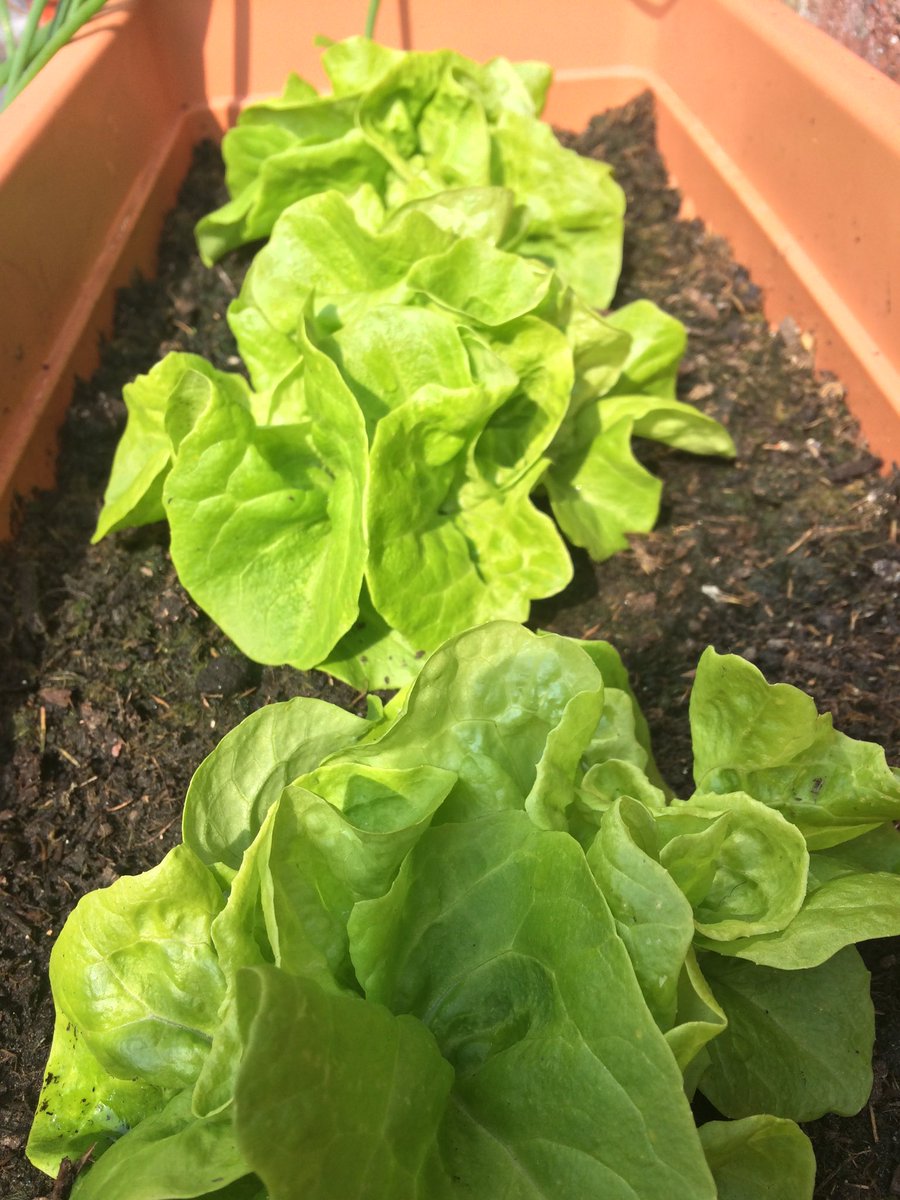 Ready_Sow_Grow's tweet photo. Carrots, lettuces and courgettes are everywhere #growyourown RT how yours are doing 🌱 https://t.co/nS2F2o84tR
