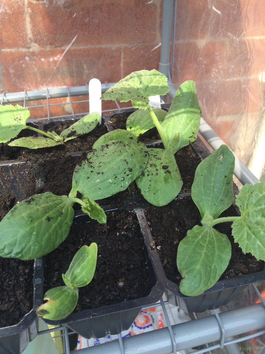 Ready_Sow_Grow's tweet photo. Carrots, lettuces and courgettes are everywhere #growyourown RT how yours are doing 🌱 https://t.co/nS2F2o84tR