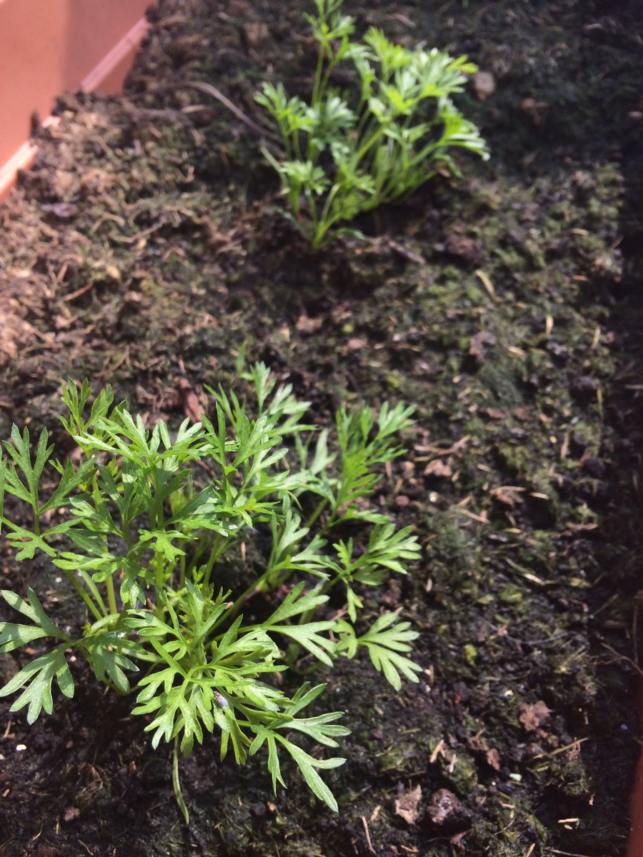 Ready_Sow_Grow's tweet photo. Carrots, lettuces and courgettes are everywhere #growyourown RT how yours are doing 🌱 https://t.co/nS2F2o84tR