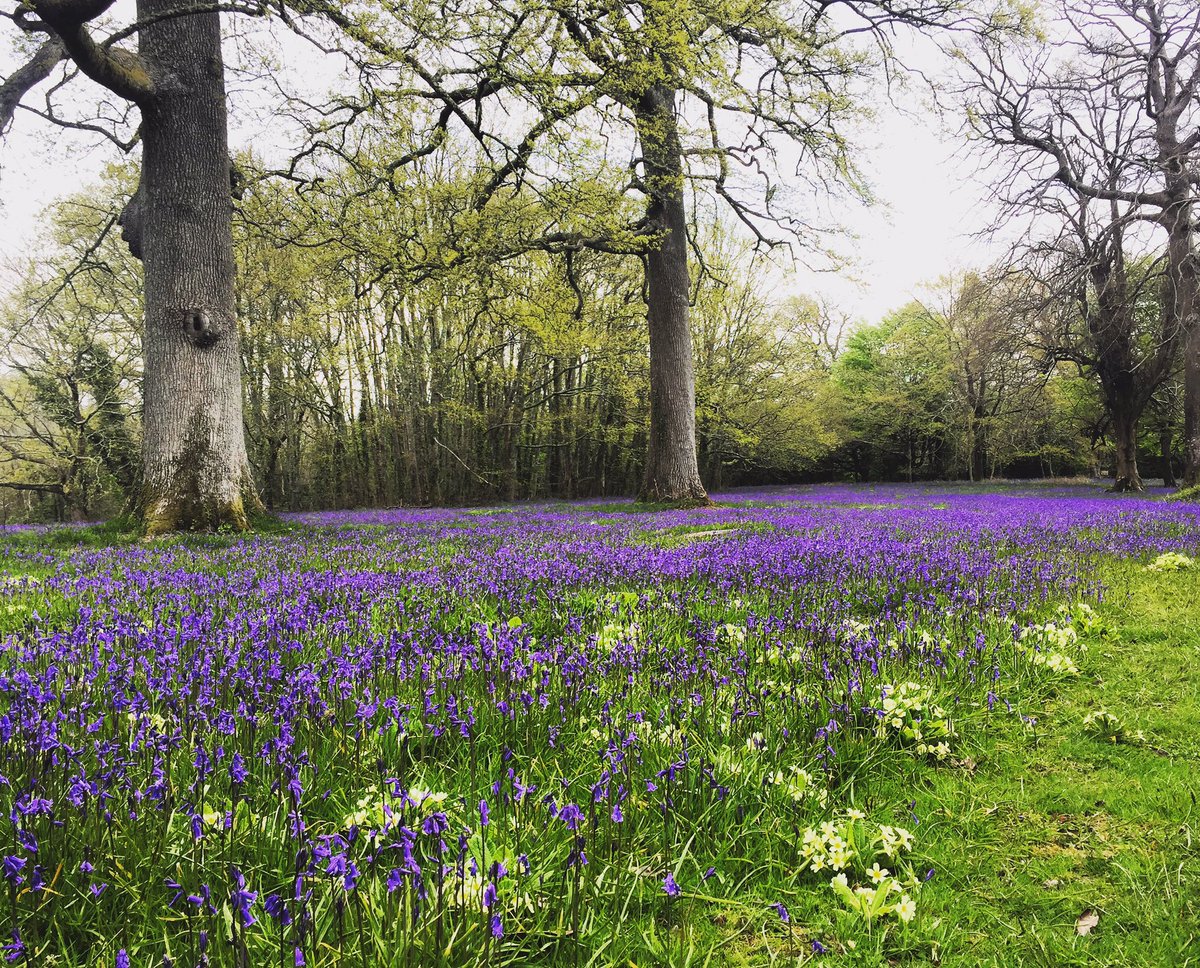 ILoveCornwallUK's tweet photo. #livefromCornwall at #Enys Gardens 🌸 #bluebells https://t.co/5WRhLA0eGk