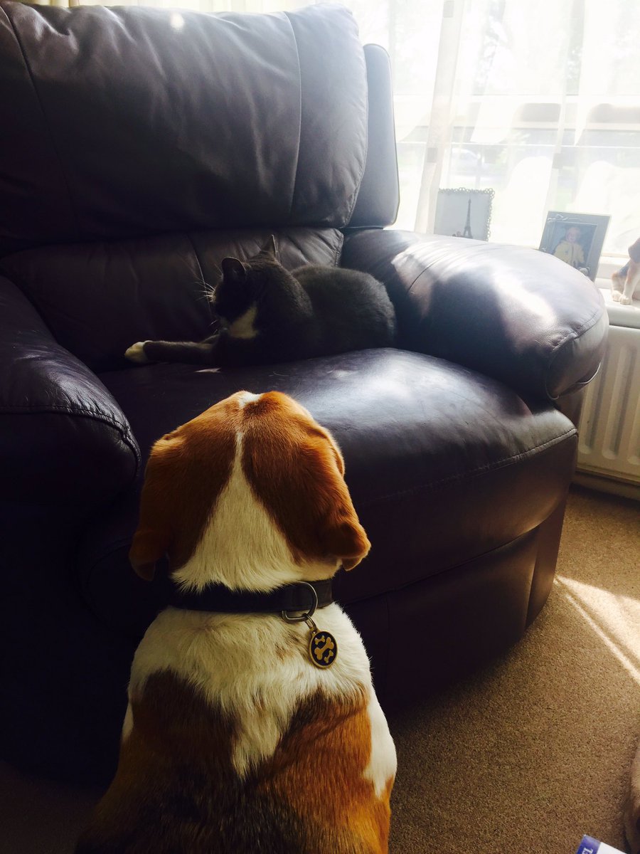 I am sooo not in the mood for this today #mychair #stupidcat