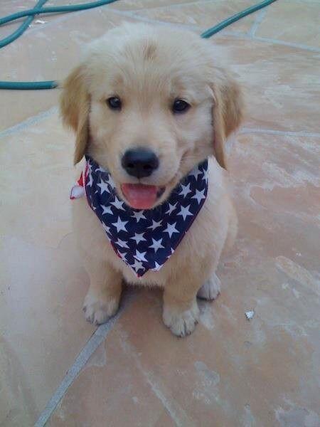 AdorableHub's tweet photo. AMERICA! https://t.co/bJNyQ0SgbQ