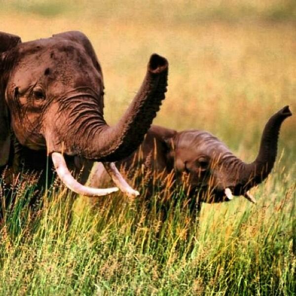 Elephants in the savanna