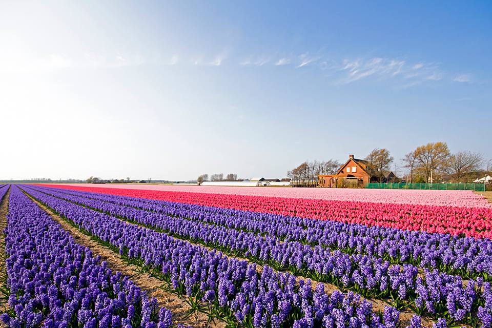 lightinthebox's tweet image. Tulip season is on in the Netherlands!
Visit or not?
Travel items &amp;gt; litb.me/vfquo 
#TulipsInSpring