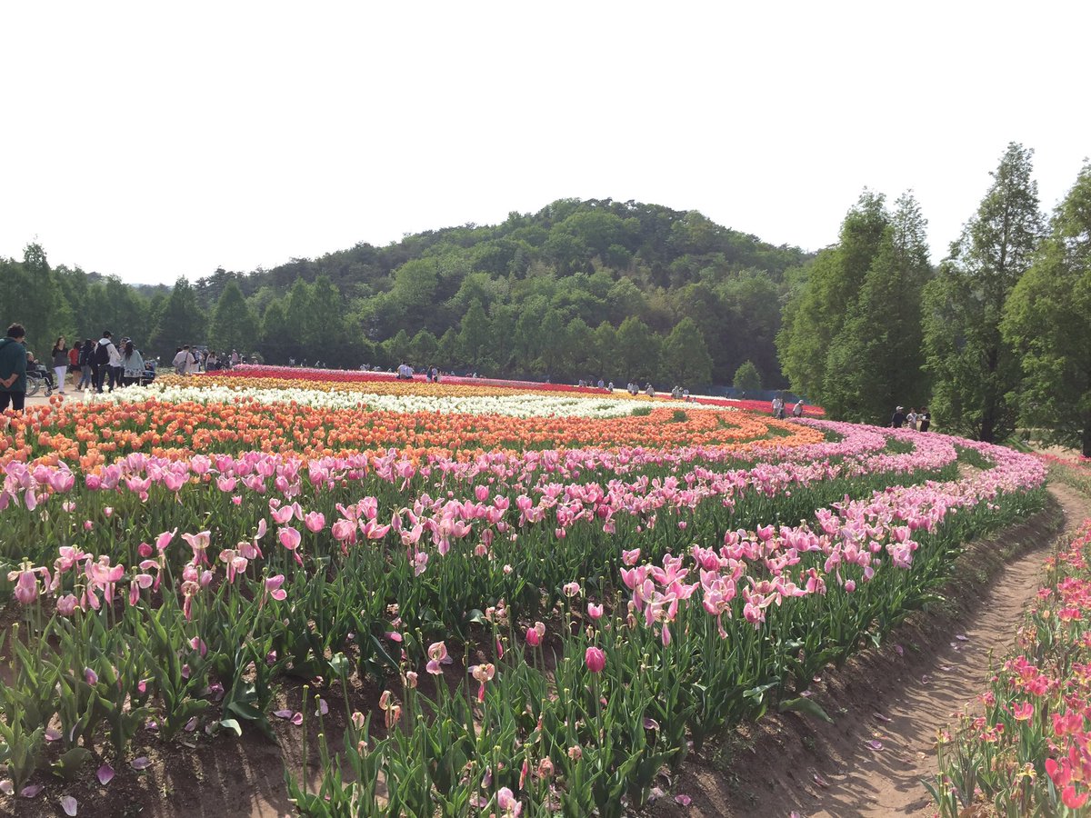こはる 世羅高原農場チューリップまつり 見頃は過ぎてたけど とても綺麗でした そして本日はチューリップの球根掘り放題 袋一杯 スーパーのレジ袋 詰めてなんと500円 掘りまくりました 笑 こはる 世羅高原農場チューリップまつり 見頃は過ぎてたけど とても綺麗でした そして本日はチューリップの球根掘り放題 袋一杯 スーパーのレジ袋 詰めてなんと500円 掘りまくりました 笑