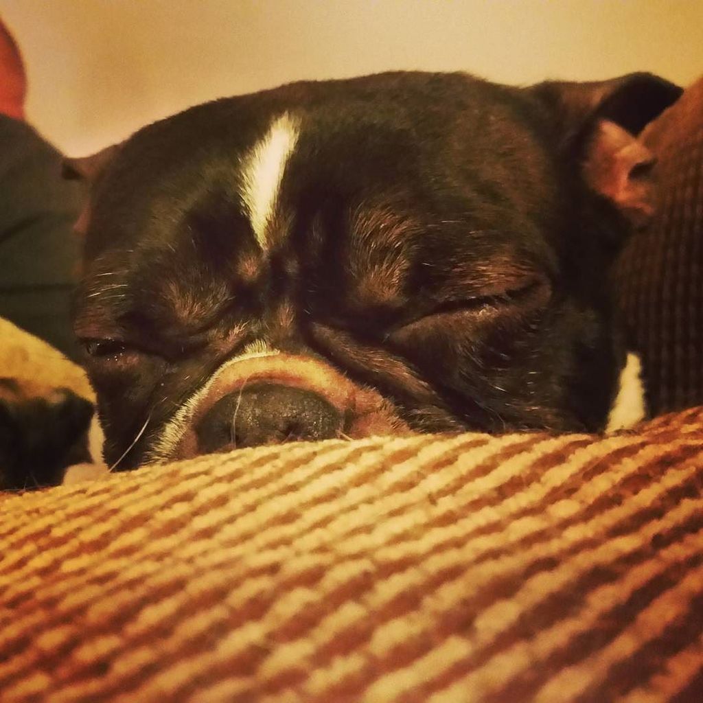 wendy_2parra's tweet photo. Iz sweepy
#bellabean #bostie #bosties #bostiesofinstagram #bostonterrier #bostonterriersofinstagram #btlove #btlov… https://t.co/R4TNpTqpLy