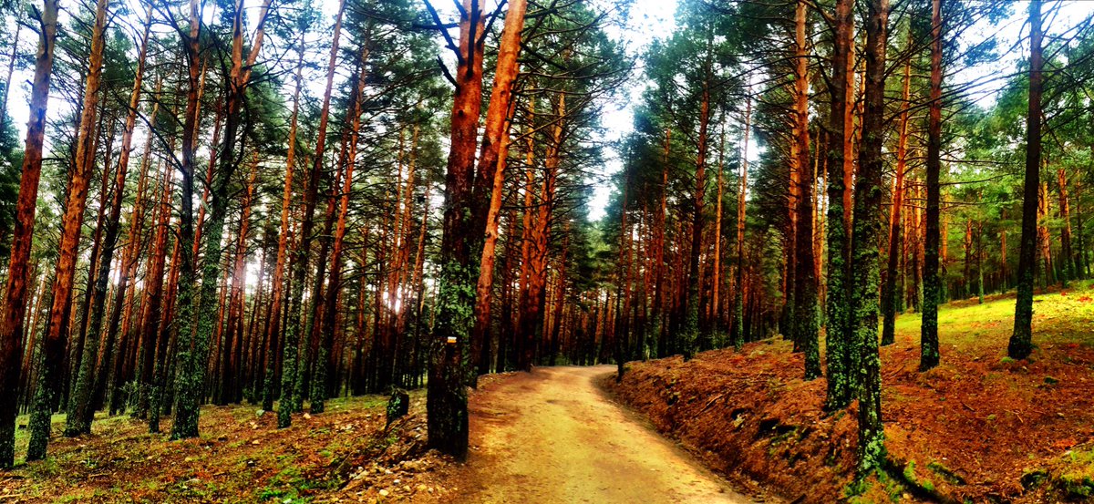 4h 15min de trail por la sierra de Madrid en un día muy nublado pero sin nada de lluvia. Tuvimos suerte.