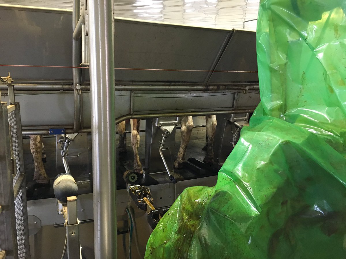 PauldeRond's tweet photo. GEA teat spray robot on a 80 stand parlour #laboursaving #everytimethesame https://t.co/yvCmE6Ay7O