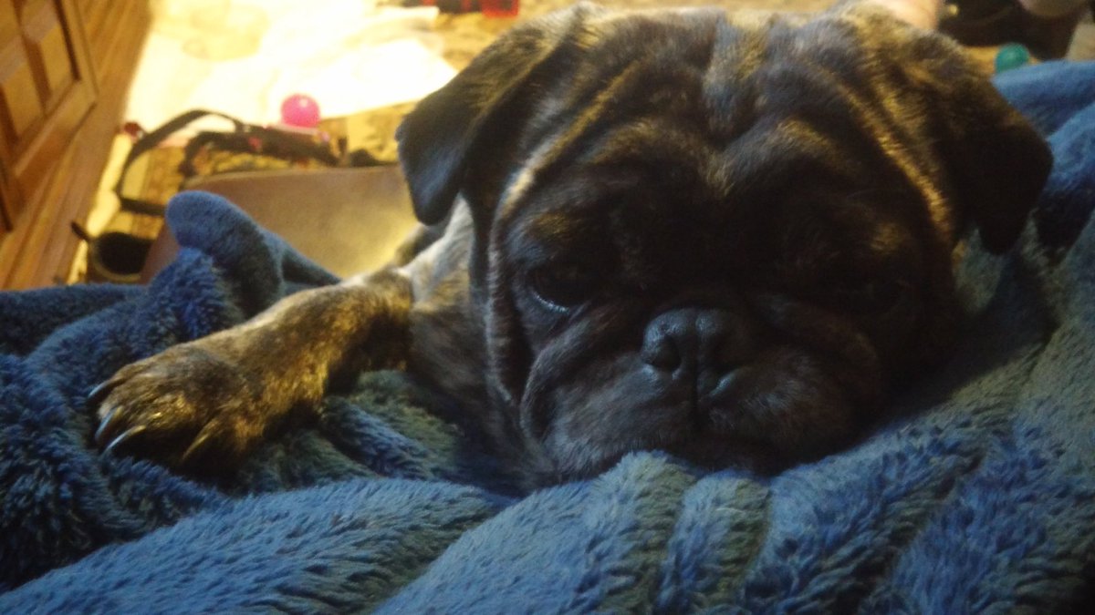 bcooley1983's tweet photo. Momma make it stop raining. #raingoaway #pug #brindlebutt https://t.co/ebzPRr2rHw