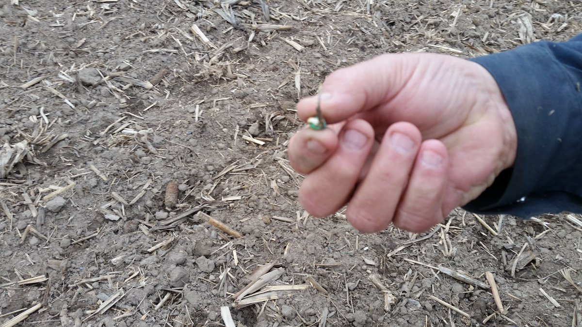Corn planted 14 days ago looking healthy with a 1 inch root. Bet it didn't like the snow an freezing rain either.