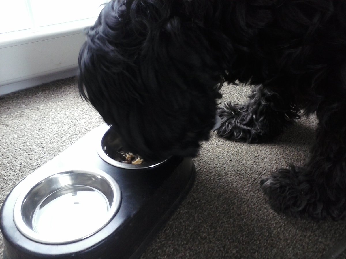 TheWagilyTail's tweet photo. Woof, Afternoon All, me having kibble & scrambly egg #dinnerfordogs #blackdogrocks #dogsoftwitter https://t.co/px0XFDZEwy