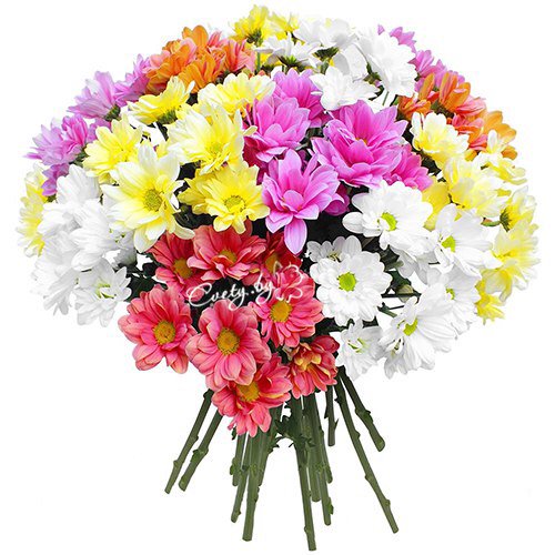 CvetyBy's tweet photo. #Букет #Хризантема
Цена: $45
https://t.co/Ke1WqoFjvv

#цветы #подарки #доставка #доставкацветов #минск #беларусь https://t.co/R9cAu8l1aQ