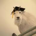 JacobCrell's tweet photo. #iubgrad16 https://t.co/VM2U9GfAhg