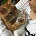 家にやってきた子猫をギューっと抱きしめる先住猫・・癒され度150％♡♡♡