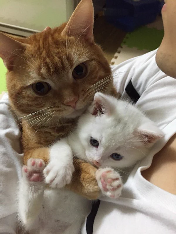 家にやってきた子猫をギューっと抱きしめる先住猫・・癒され度150％♡♡♡