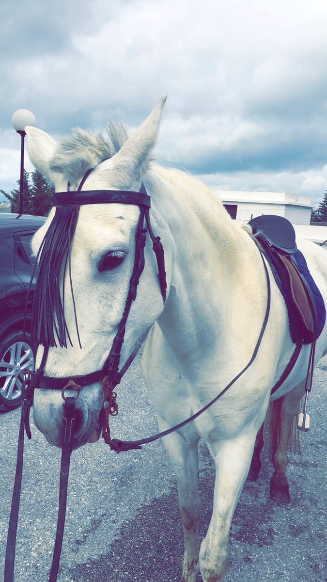 SamuelMarin80's tweet photo. 🐴 https://t.co/rzozEoo86c