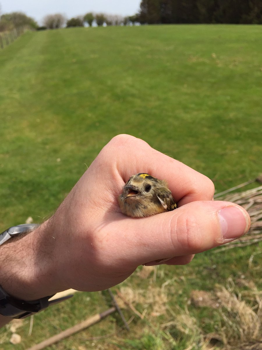 LiPassey's tweet photo. @BBCSpringwatch #Springwatch  look who we found in our garden lodge yesterday https://t.co/aipO002JVa