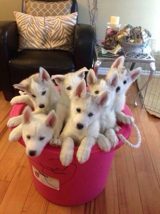 The Cult Cat (@elverojaguar) on Twitter photo 