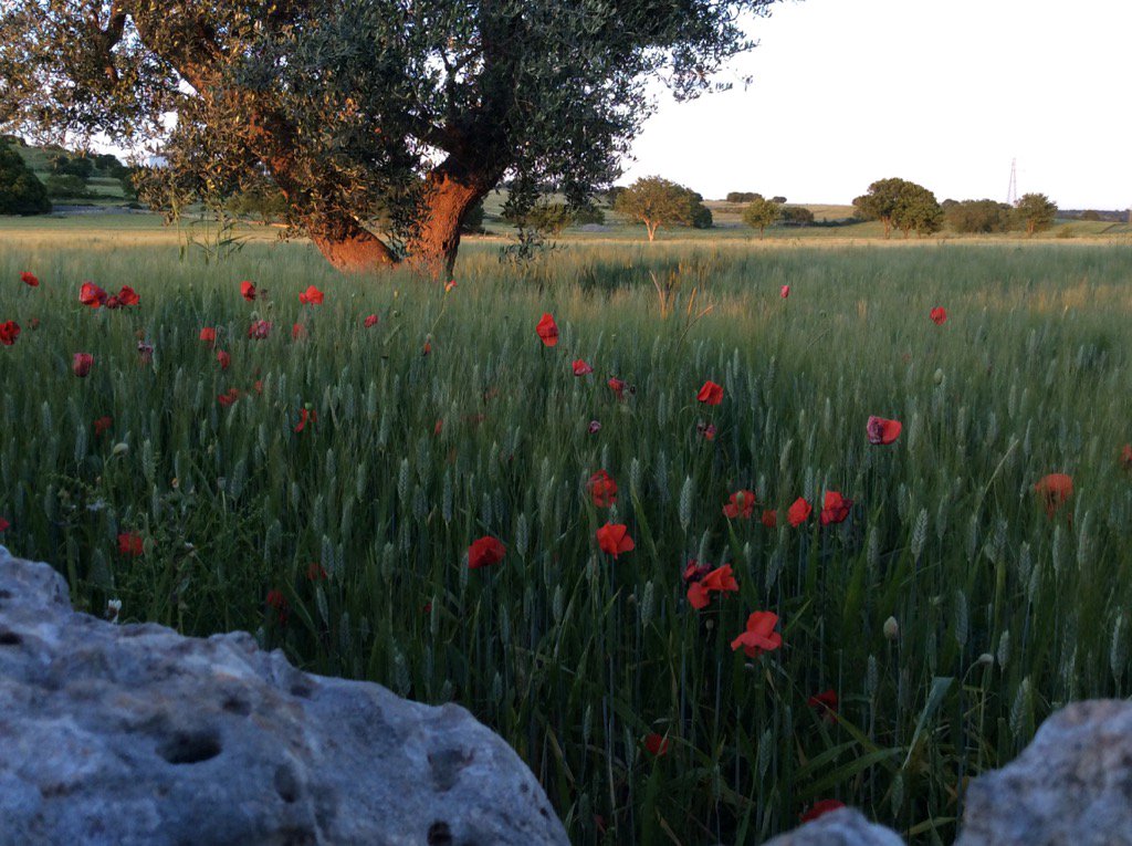 Jackieinsight's tweet photo. Simply #Puglia on the Grand Tour of Italy &amp; Sicily#insightmoments https://t.co/YbOD9oY2s6