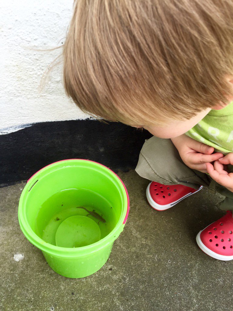 cllrthomgoddard's tweet image. Catching newts in High Roding, #Essex, and there are loads. Now to tell @UttlesfordDC... #DevelopersNightmare