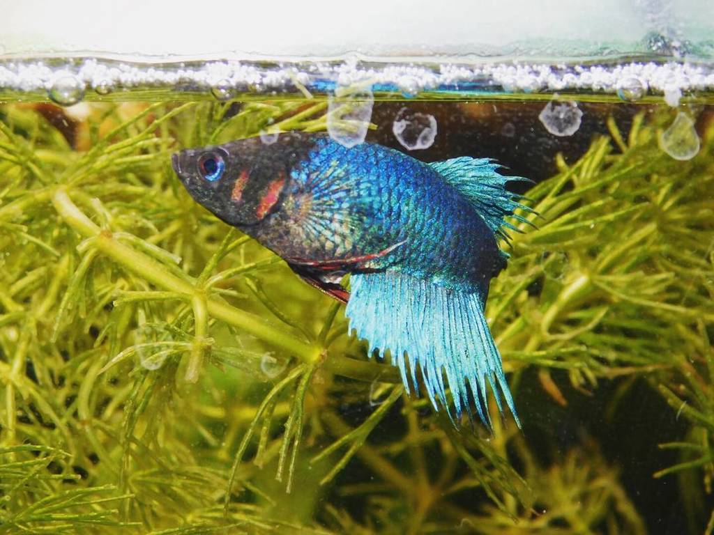 Akvaristan's tweet photo. #akvaristan #aquarium #akvaryum #aquarien 💙#femalebetta #bettasplendens #bettasorority #bettasofinstagram #planteda… https://t.co/WGTtSj1Reb
