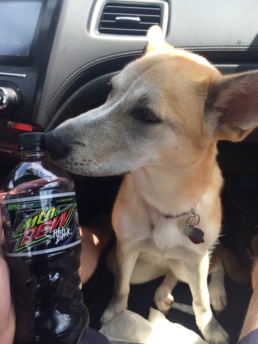 ScottMcGott's tweet photo. The best cure for a hangover #VotePitchBlack https://t.co/7weJDFlTRO