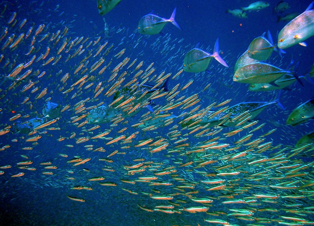 TaylorCarley1's tweet photo. Happy World Fish Migration Day #wfmd2016  #ees028 https://t.co/yHBMy1NreS