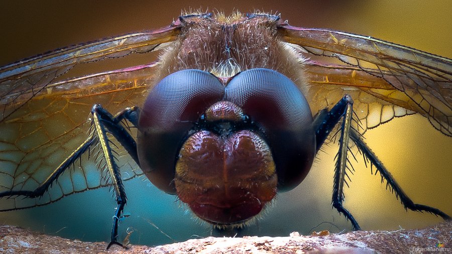 500px's tweet image. Top 20 #Macro Photos on 500px So Far This Year: goo.gl/Mrosa3 #inspiration