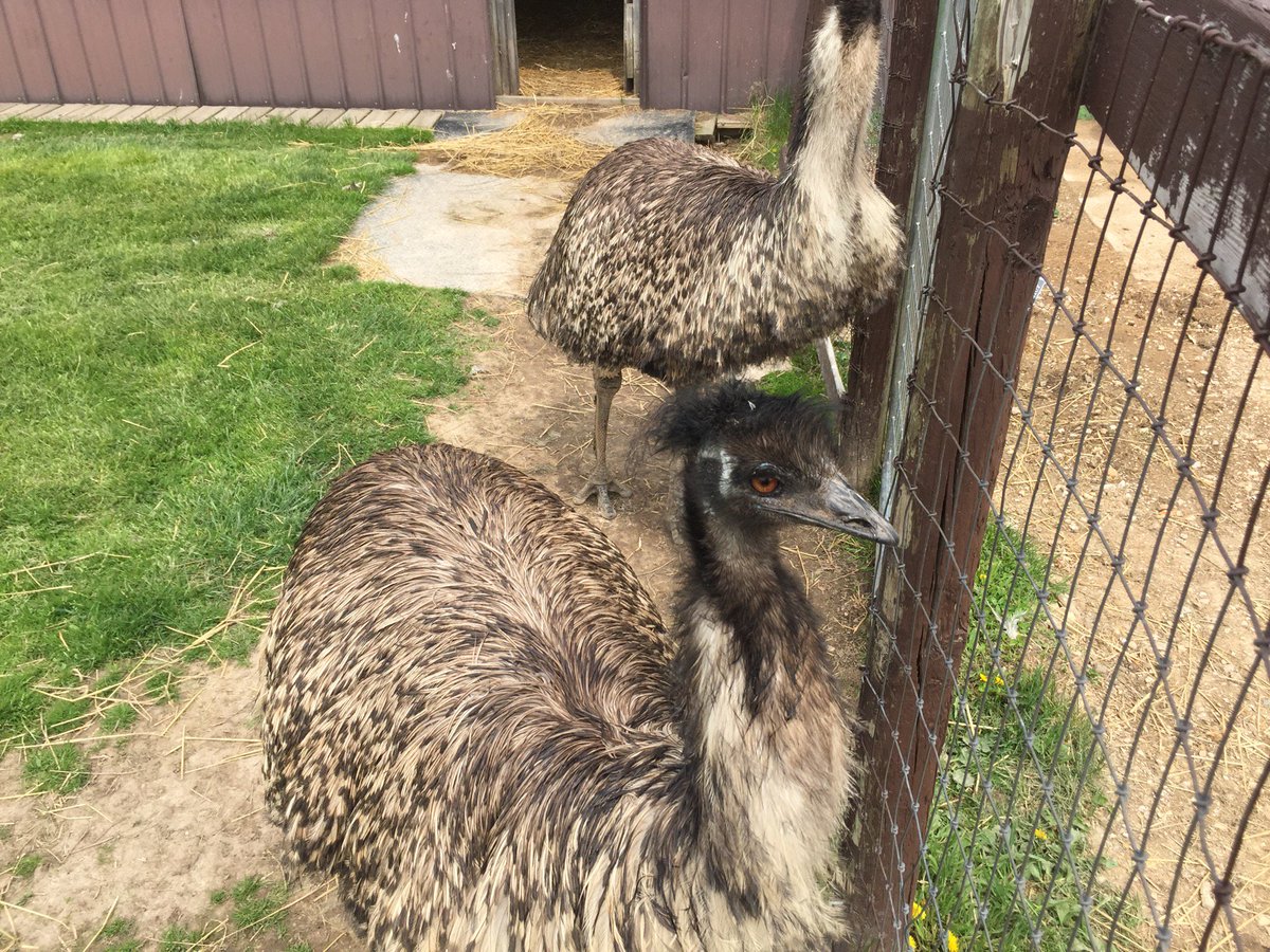 amberday's tweet photo. I'm at Animal Gardens &amp; Petting Zoo - @thedancinghors1 in Delavan, WI https://t.co/QFbfi3foPu https://t.co/ScmD2wr6h0
