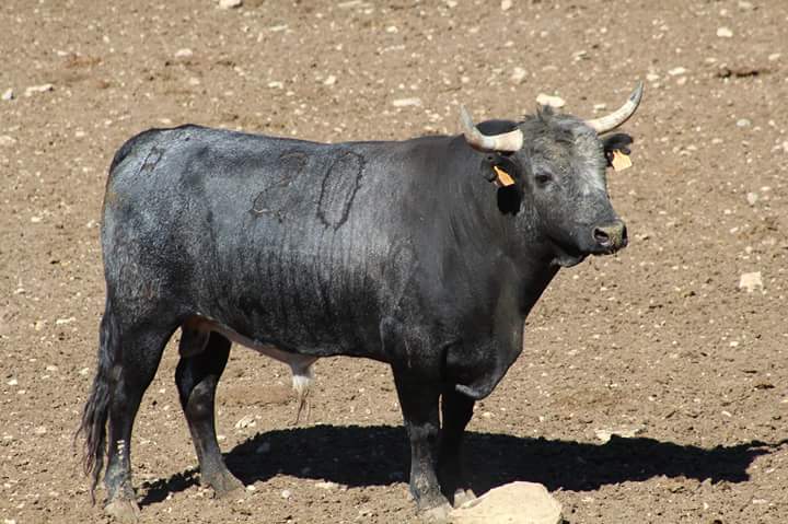 Teruel ya tiene protagonistas para su fiesta patronal, <a href="/LaVaquilla/">Fiestas de Teruel</a>, que por cierto es de las mejores de España.