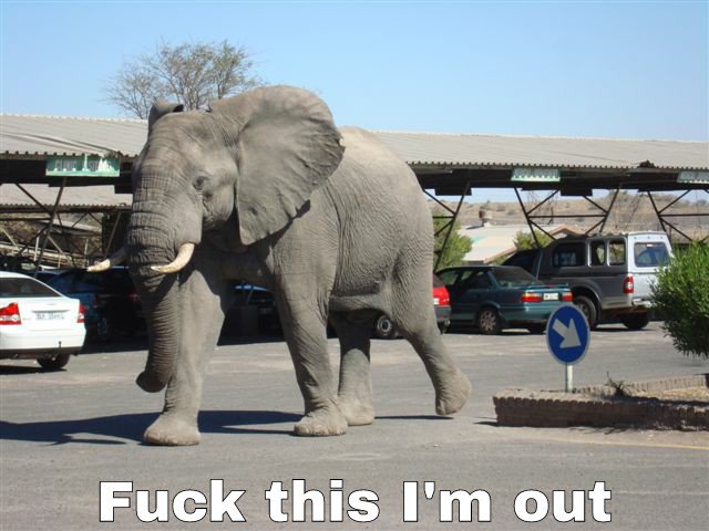 masaku_'s tweet image. Nakumatt Ukay's elephant spotted fleeing