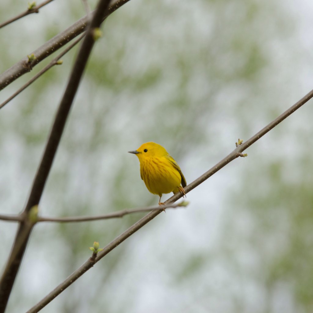 Biggest Week in American Birding at Magee Marsh Wildlife Area. #warbler #biggestweekinamericanbirding #mageemarsh